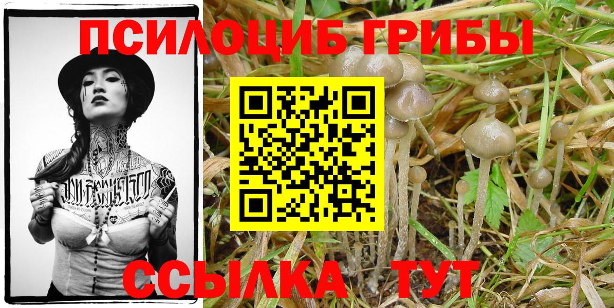 Псилоцибиновые грибы Psilocybine cubensis  Вход с VPN  Губкин 